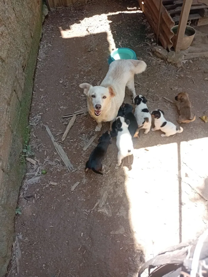 Cachorro raça SRD-ViraLata idade 6 ou mais anos nome Kira