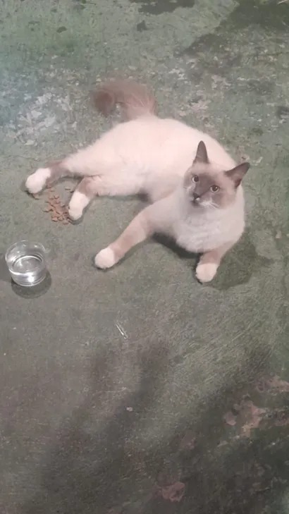 Gato raça Ragdoll idade 1 ano nome Mia