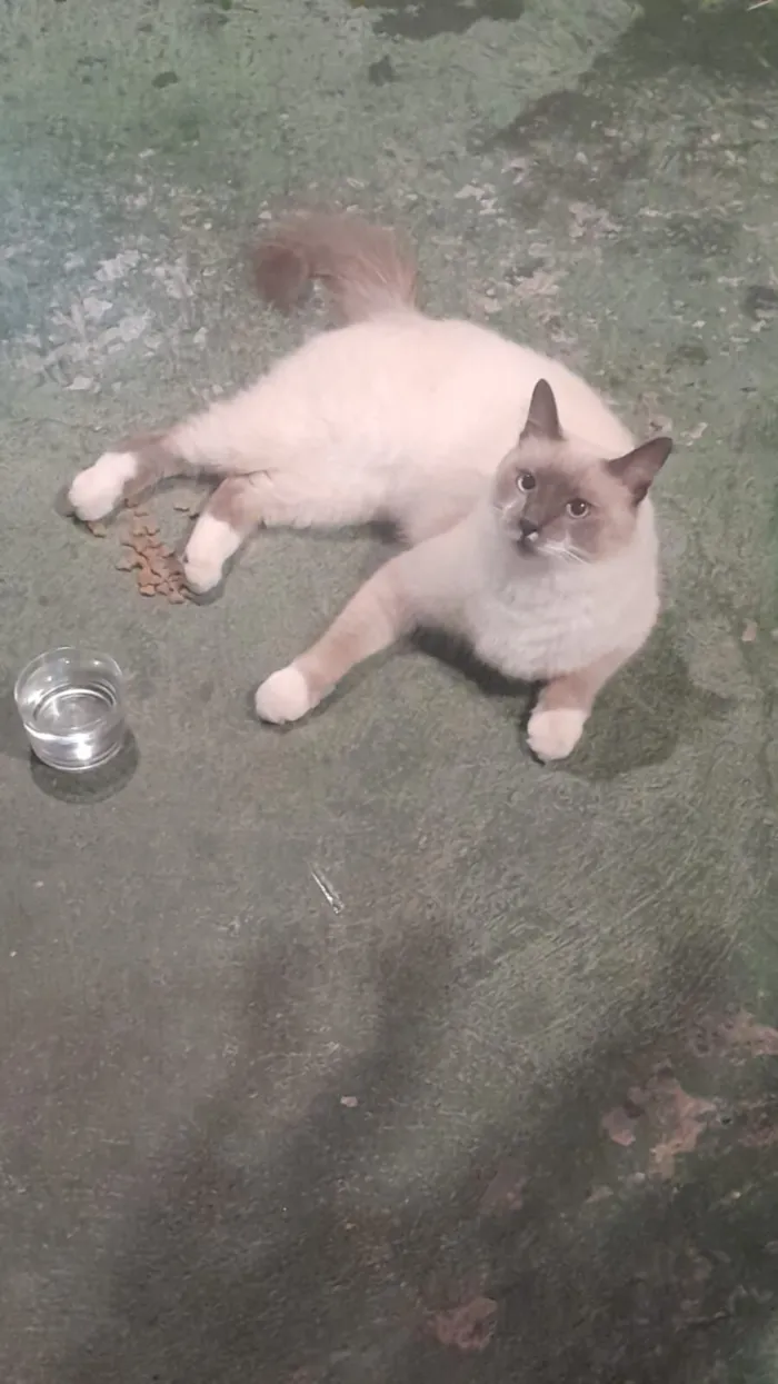 Gato raça Ragdoll idade 1 ano nome Mia