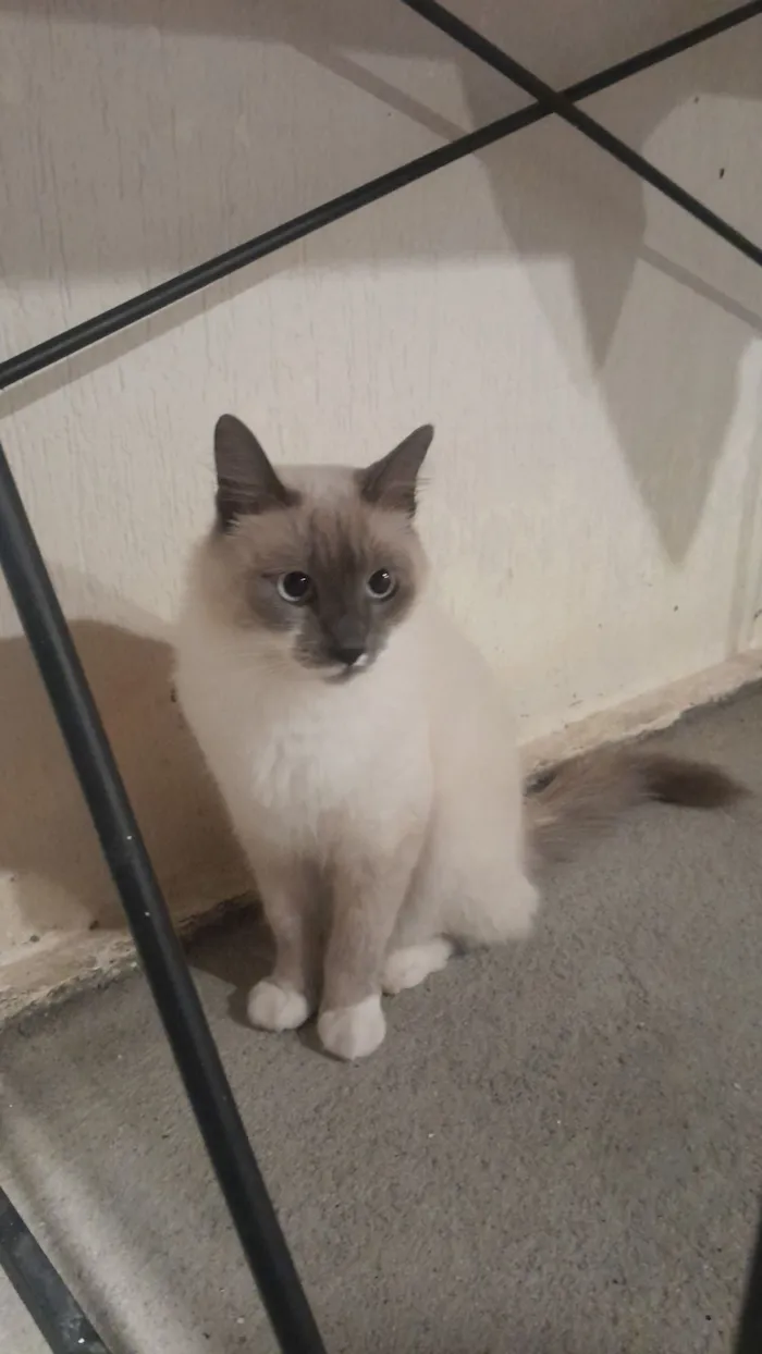 Gato raça Ragdoll idade 1 ano nome Mia