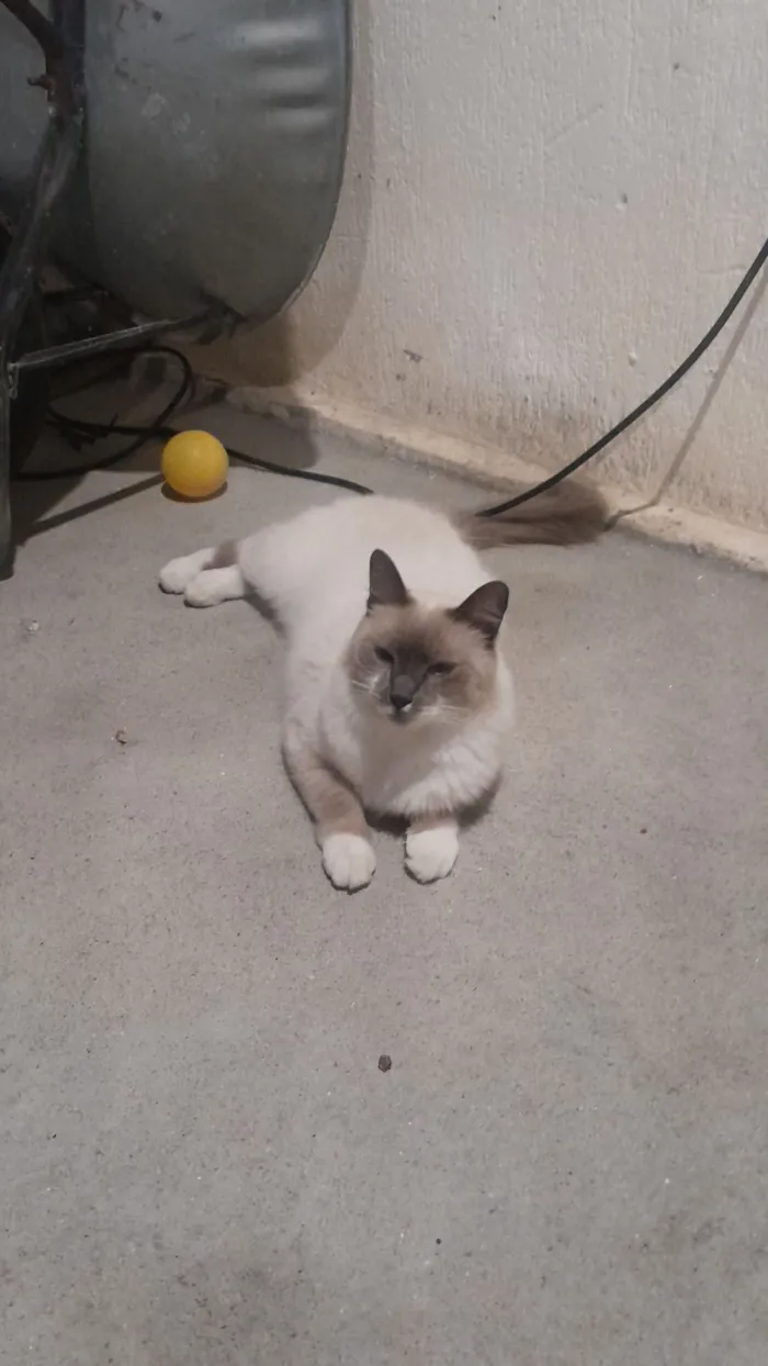 Gato raça Ragdoll idade 1 ano nome Mia