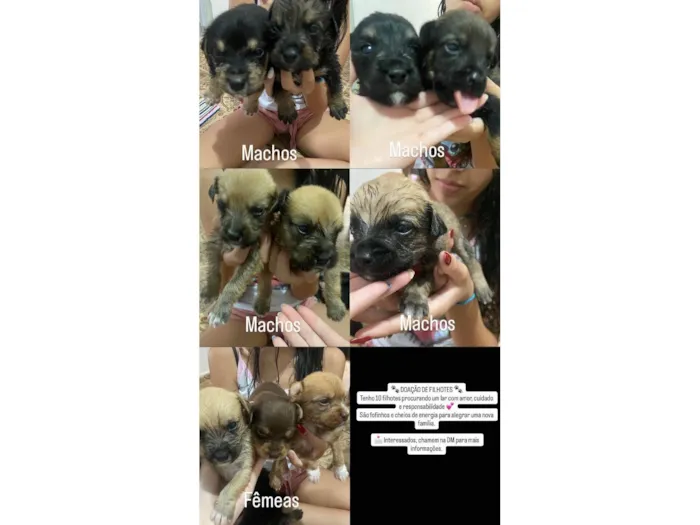 Cachorro raça SRD-ViraLata idade Abaixo de 2 meses nome Não tem