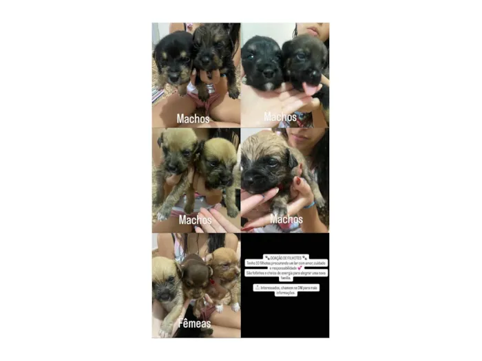 Cachorro raça SRD-ViraLata idade Abaixo de 2 meses nome Não tem
