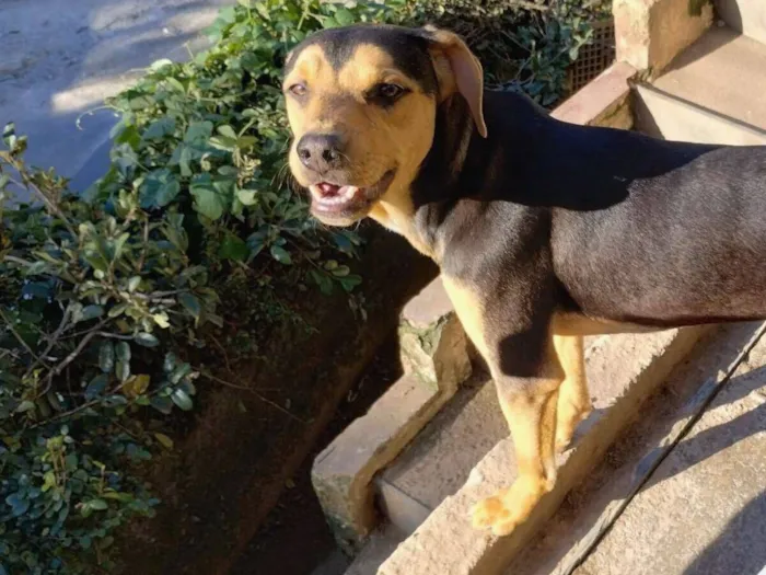 Cachorro raça SRD-ViraLata idade 1 ano nome Rambo