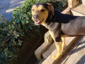 Cachorro raça SRD-ViraLata idade 1 ano nome Rambo