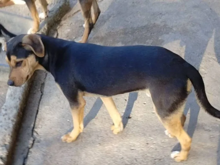 Cachorro raça SRD-ViraLata idade 1 ano nome Rambo
