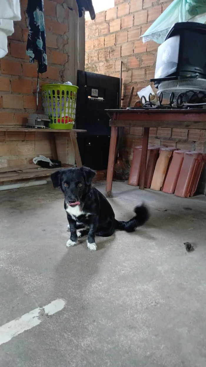 Cachorro raça SRD-ViraLata idade 2 anos nome Luke