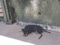 Cachorro raça SRD-ViraLata idade 1 ano nome Trevo