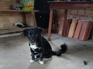 Cachorro raça SRD-ViraLata idade 2 anos nome Luke