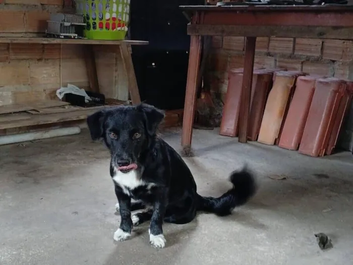 Cachorro raça SRD-ViraLata idade 2 anos nome Luke