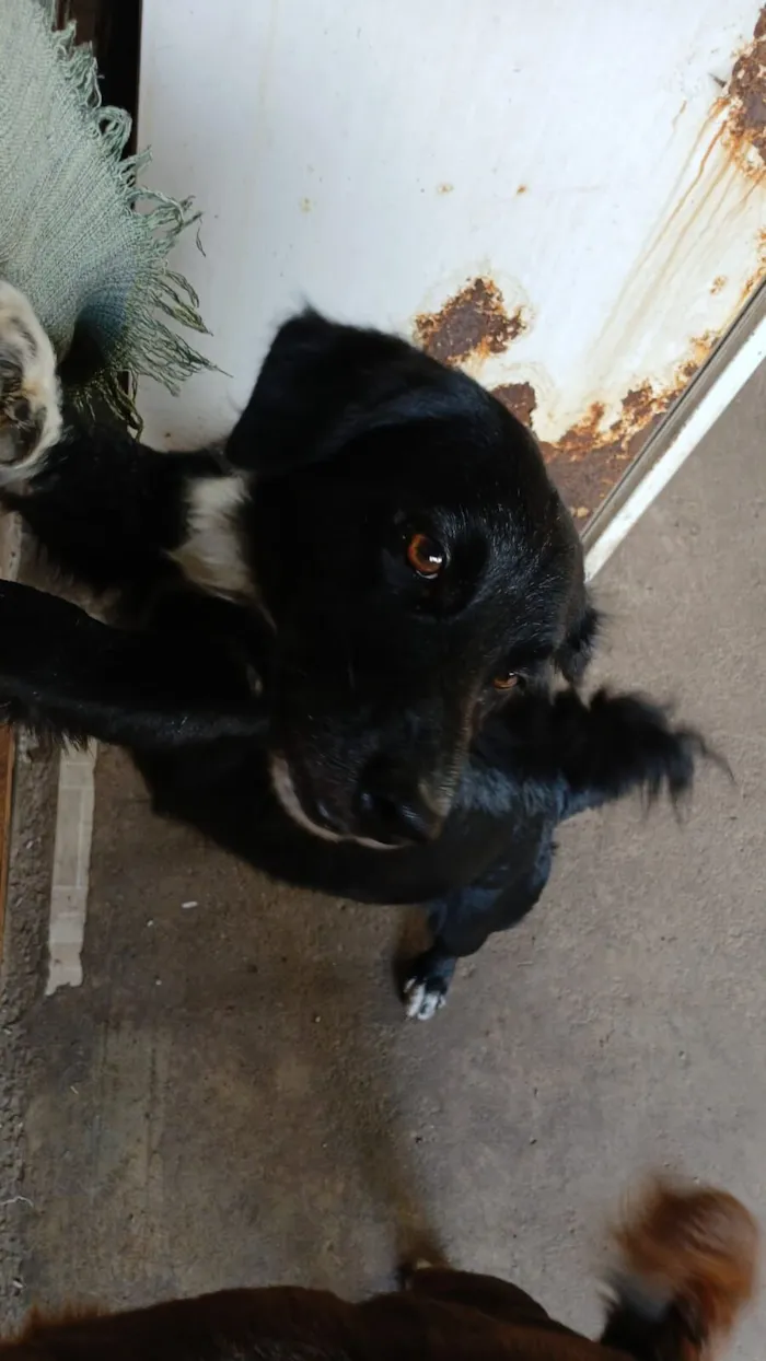 Cachorro raça SRD-ViraLata idade 2 anos nome Luke