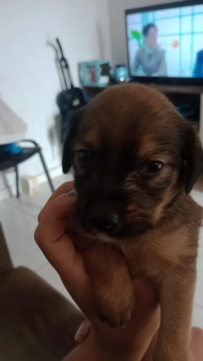 Cachorro raça SRD-ViraLata idade 2 a 6 meses nome Filhotes
