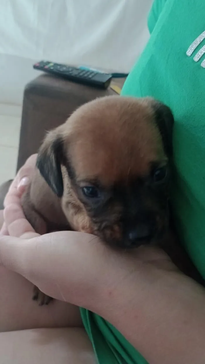 Cachorro raça SRD-ViraLata idade 2 a 6 meses nome Filhotes