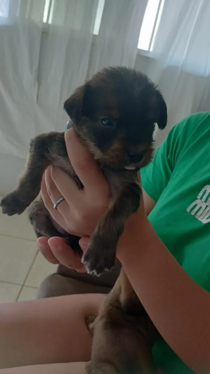Cachorro raça SRD-ViraLata idade 2 a 6 meses nome Filhotes