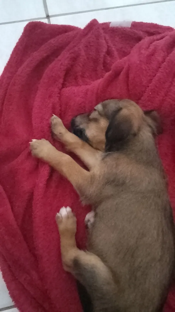 Cachorro raça SRD-ViraLata idade 2 a 6 meses nome Filhotes