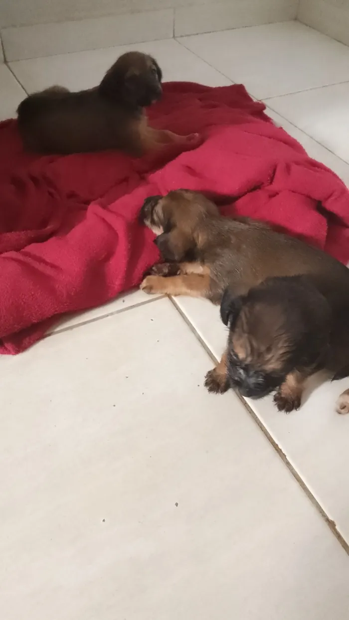 Cachorro raça SRD-ViraLata idade 2 a 6 meses nome Filhotes