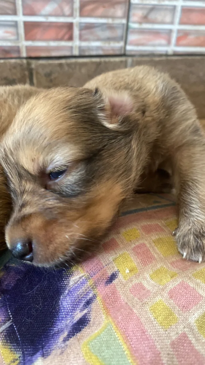 Cachorro raça SRD-ViraLata idade 2 a 6 meses nome A escolher