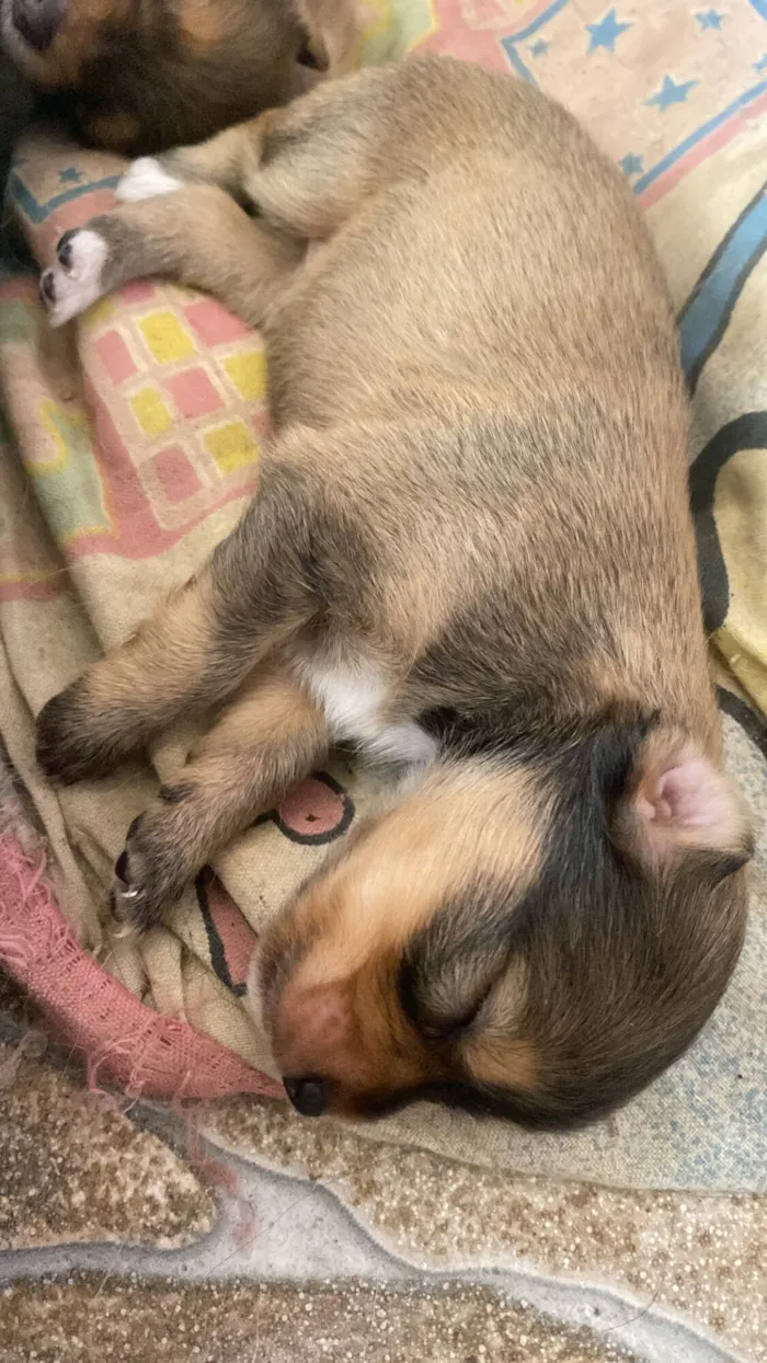 Cachorro raça SRD-ViraLata idade 2 a 6 meses nome A escolher