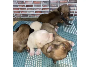 Cachorro raça SRD-ViraLata idade 2 a 6 meses nome A escolher