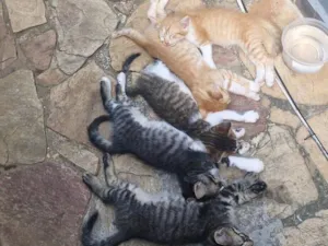 Gato raça SRD-ViraLata idade 2 a 6 meses nome Tom