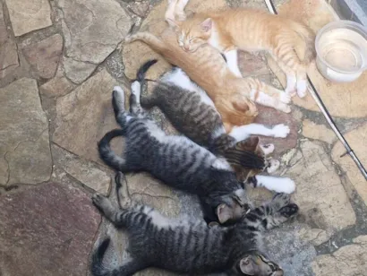 Gato raça SRD-ViraLata idade 2 a 6 meses nome Tom