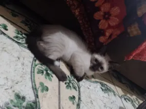 Gato raça SRD-ViraLata idade Abaixo de 2 meses nome Persian
