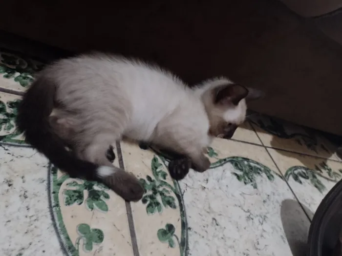 Gato raça SRD-ViraLata idade Abaixo de 2 meses nome Persian