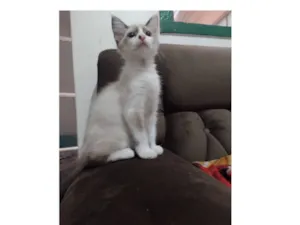 Gato raça SRD-ViraLata idade Abaixo de 2 meses nome João snow