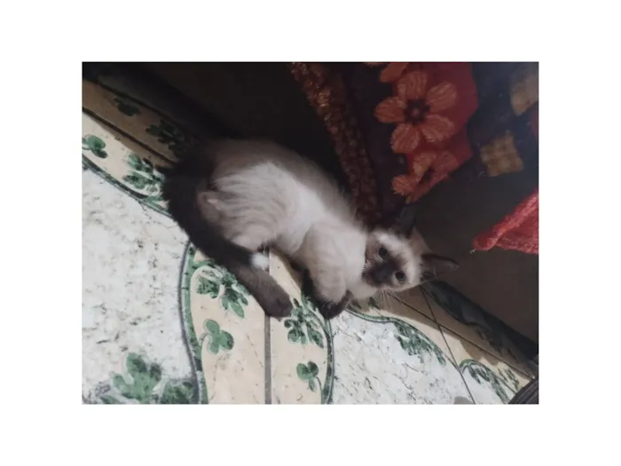 Gato raça SRD-ViraLata idade Abaixo de 2 meses nome Persian