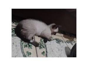 Gato raça SRD-ViraLata idade Abaixo de 2 meses nome Persian