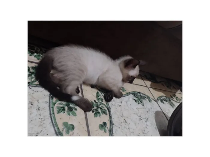 Gato raça SRD-ViraLata idade Abaixo de 2 meses nome Persian