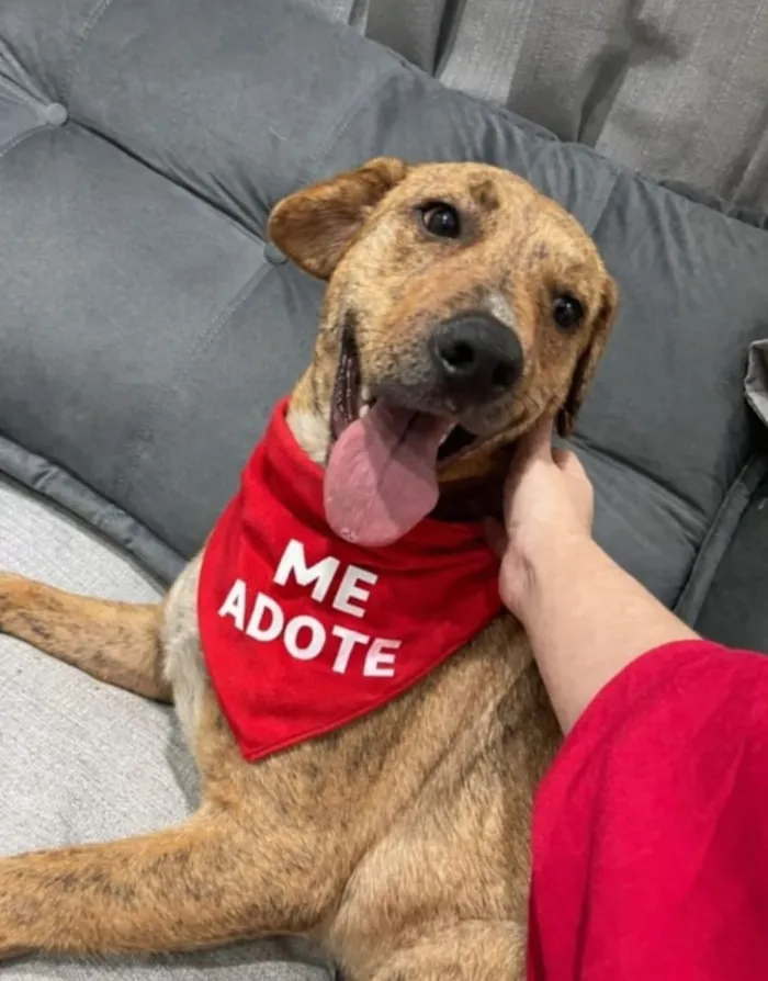 Cachorro raça SRD-ViraLata idade 1 ano nome Miguel 