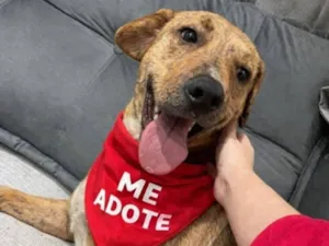 Cachorro raça SRD-ViraLata idade 1 ano nome Miguel 