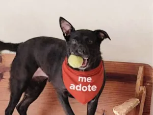 Cachorro raça SRD-ViraLata idade 3 anos nome LIA