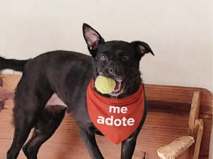 Cachorro raça SRD-ViraLata idade 3 anos nome LIA