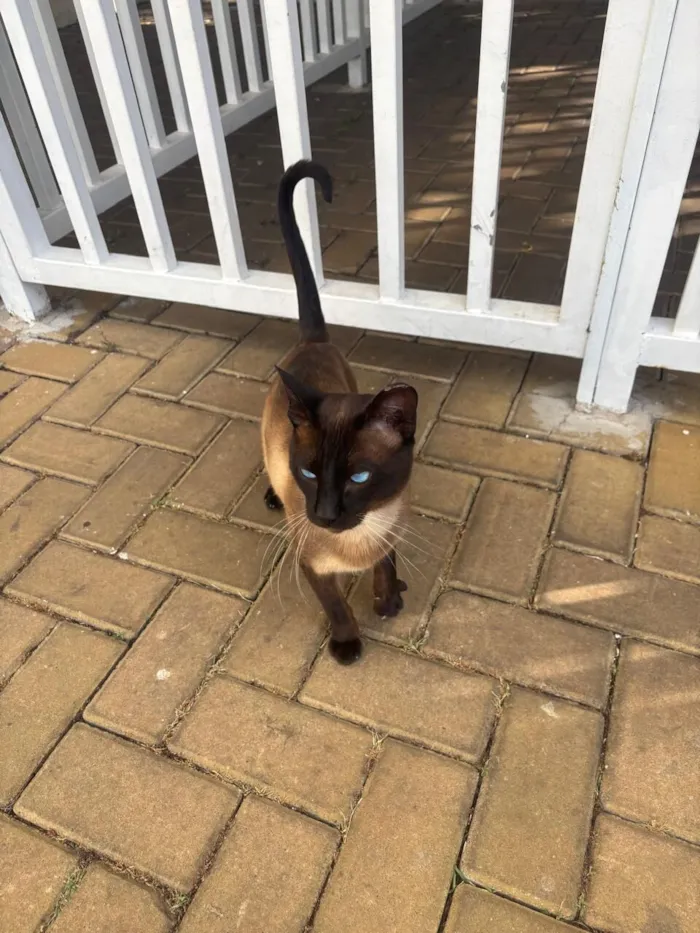 Gato raça Siamês idade 4 anos nome Tom