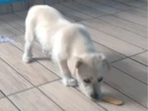 Cachorro raça SRD-ViraLata idade 1 ano nome Maria 