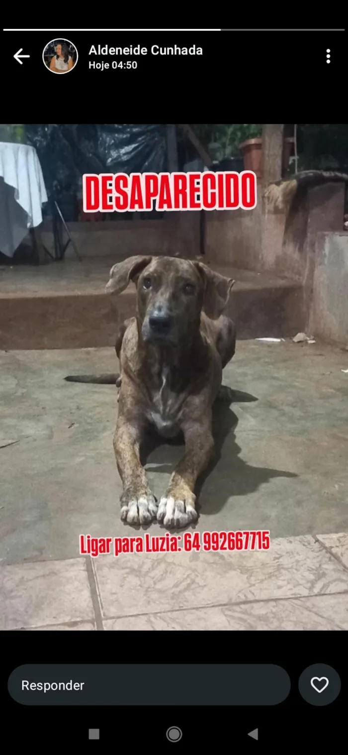 Cachorro raça Fila idade 5 anos nome Tigre