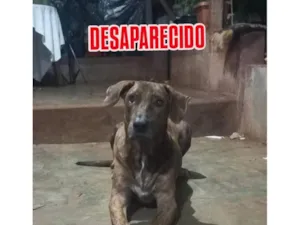 Cachorro raça Fila idade 5 anos nome Tigre