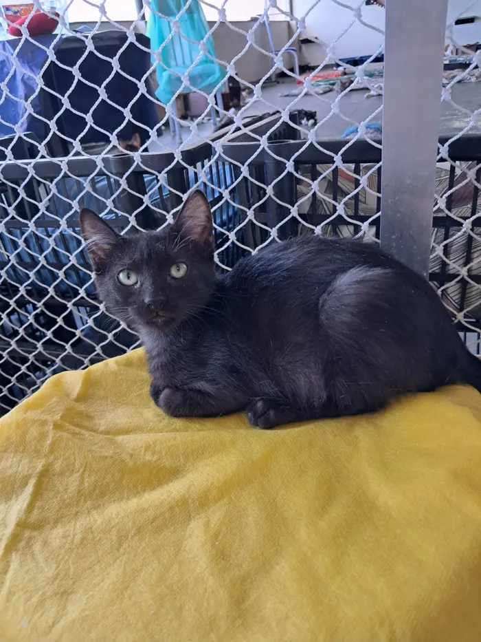 Gato raça SRD-ViraLata idade 2 a 6 meses nome Cida