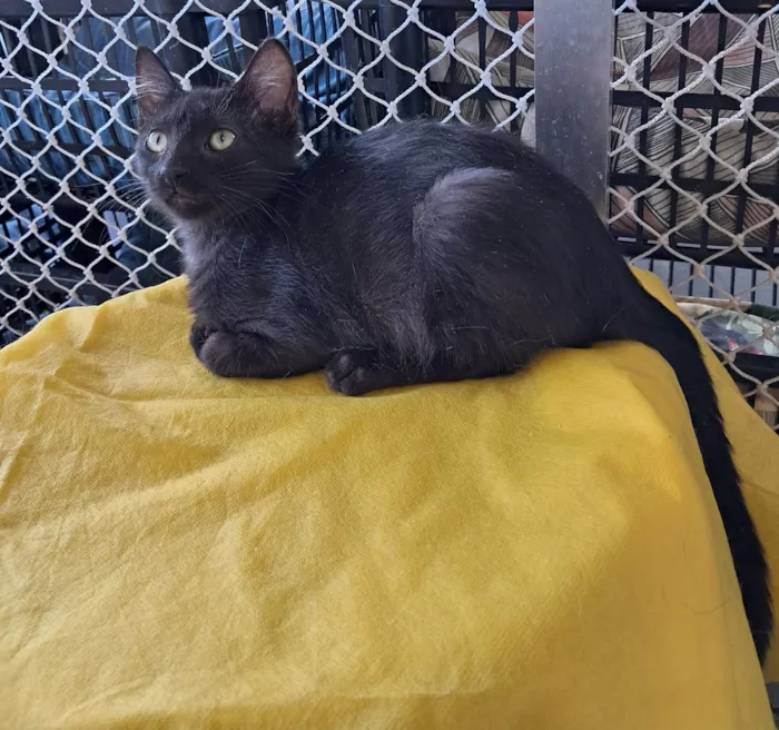 Gato raça SRD-ViraLata idade 2 a 6 meses nome Cida