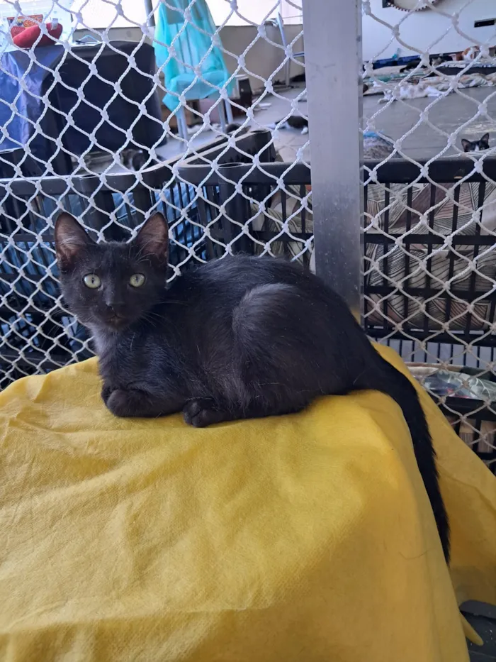 Gato raça SRD-ViraLata idade 2 a 6 meses nome Cida