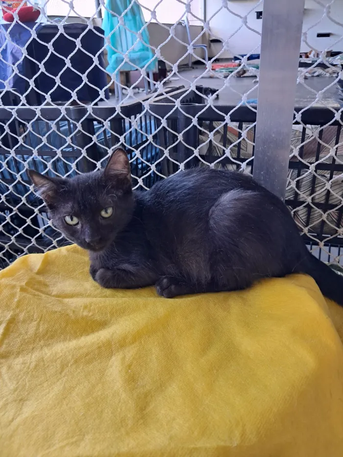 Gato raça SRD-ViraLata idade 2 a 6 meses nome Cida