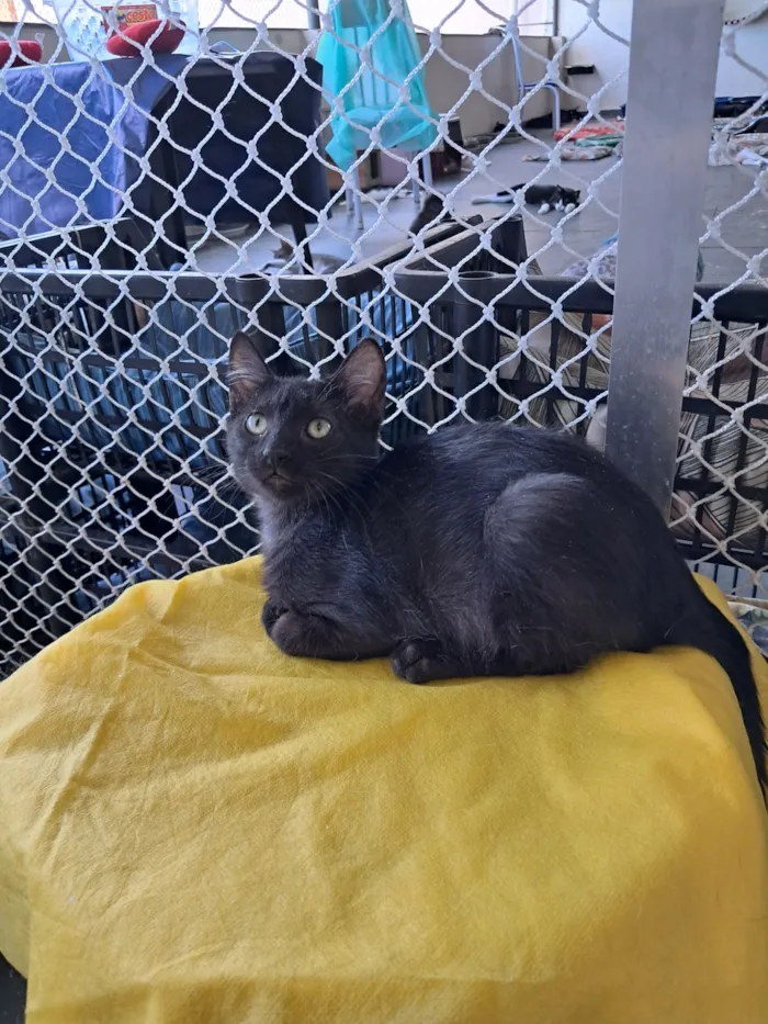 Gato raça SRD-ViraLata idade 2 a 6 meses nome Cida