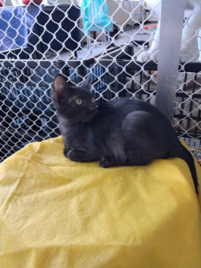 Gato raça SRD-ViraLata idade 2 a 6 meses nome Cida