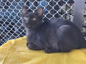 Gato raça SRD-ViraLata idade 2 a 6 meses nome Cida