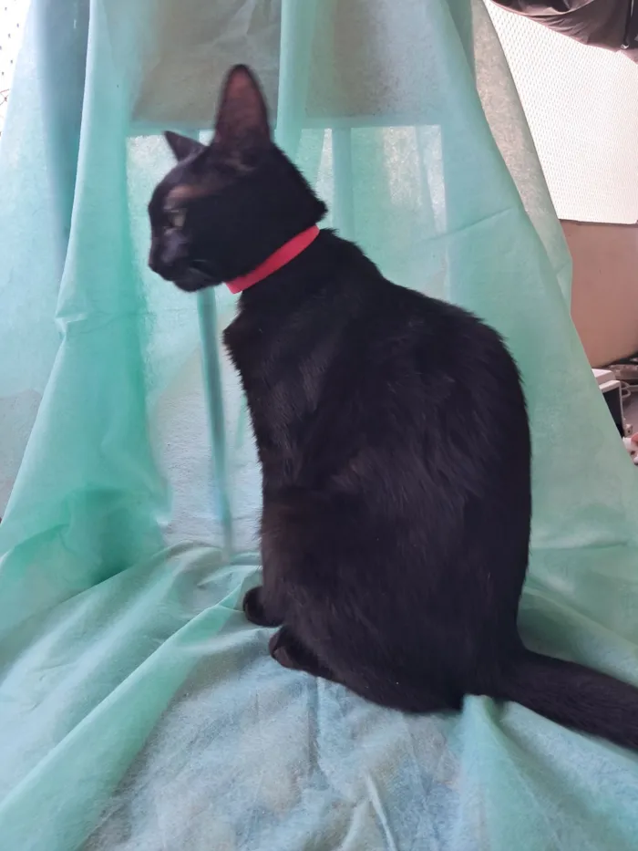 Gato raça SRD-ViraLata idade 7 a 11 meses nome Petunia 
