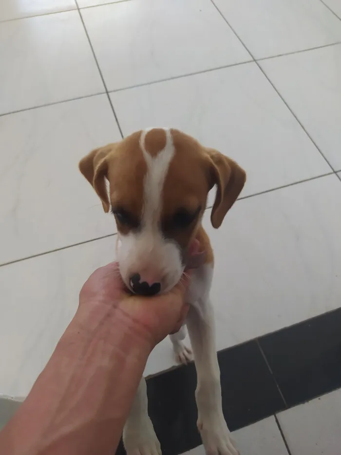 Cachorro raça SRD-ViraLata idade 2 a 6 meses nome Branquinha 