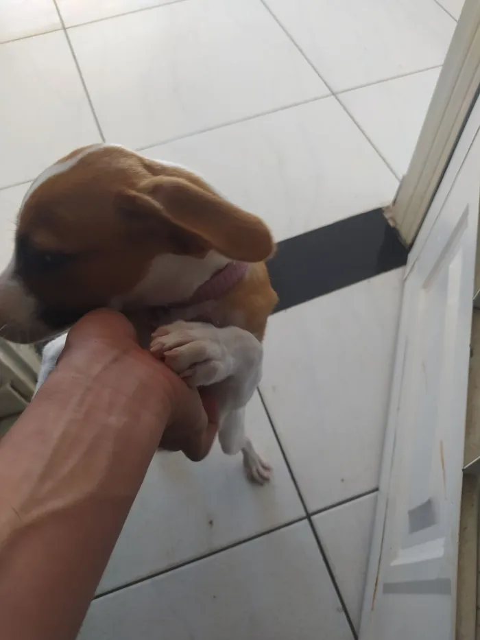 Cachorro raça SRD-ViraLata idade 2 a 6 meses nome Branquinha 