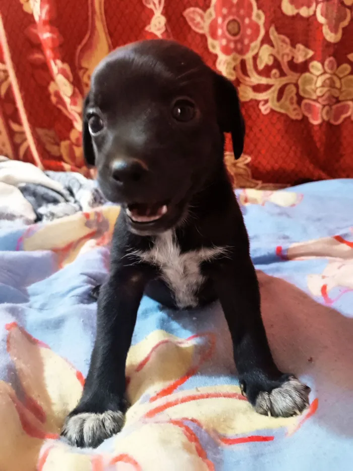 Cachorro raça SRD-ViraLata idade Abaixo de 2 meses nome Cinzinha